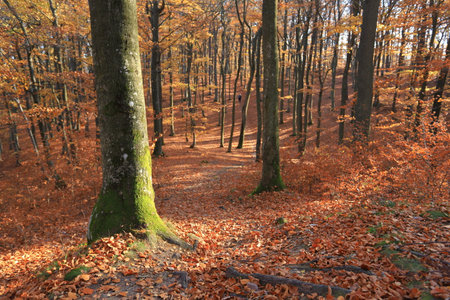 Sunny day in Autumnal forest, yellow orange trees. Real landscape of autumn