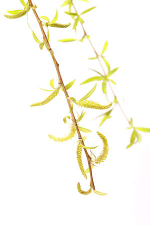 Yellow flowers on babylon willow (Salix babylonica) over white background at springの写真素材
