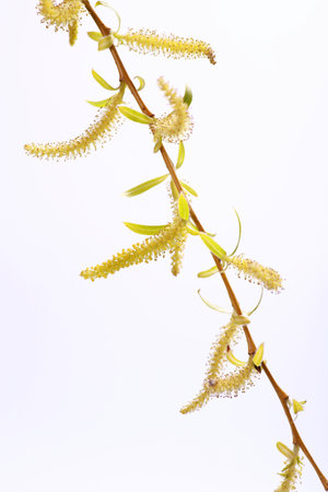 Yellow flowers on babylon willow (Salix babylonica) over white background at spring