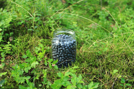 Jar with fresh blueberries in the forestの写真素材