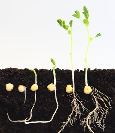 Sequence of green pea seeds germination in soil