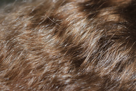The options for styling women's hair