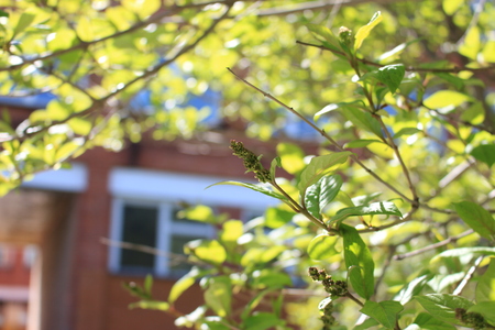 The bushes and trees in the spring