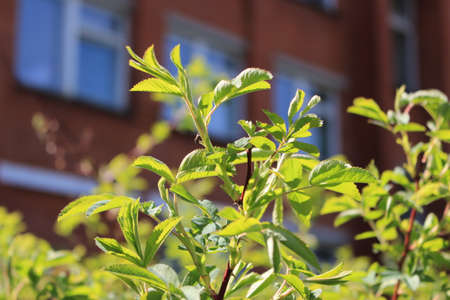 The bushes and trees in the springの写真素材