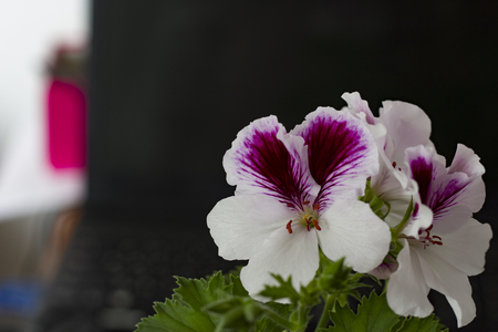 Royal geranium bloomsの写真素材