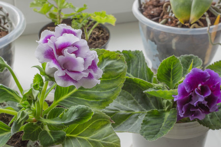 Flowers blossomedの写真素材