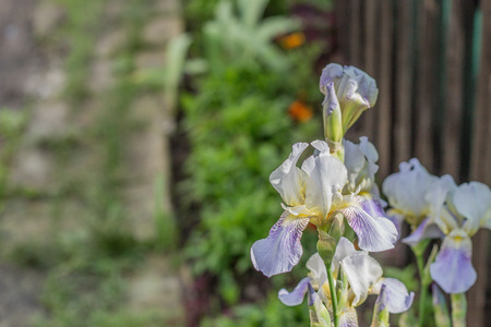The flowers in the garden