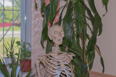 Artificial human skeleton