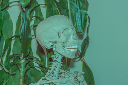 Artificial human skeletonの写真素材