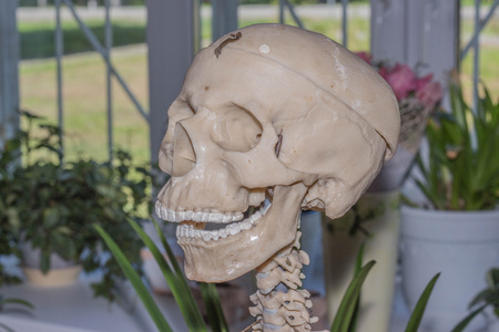 Artificial human skeleton