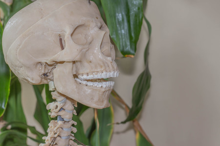 Artificial human skeleton