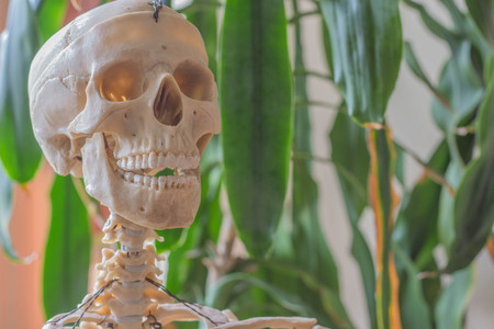 Artificial human skeletonの写真素材