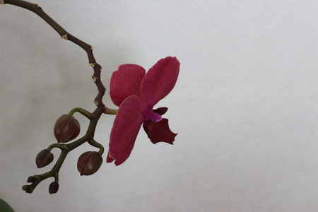 Orchid in the roomの写真素材