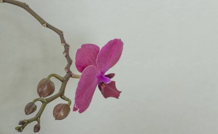 Orchid in the roomの写真素材