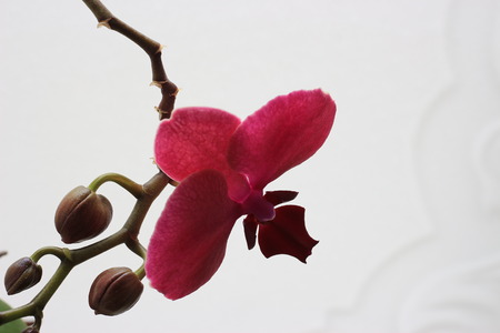 Orchid in the roomの写真素材