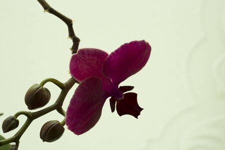 Orchid in the roomの写真素材