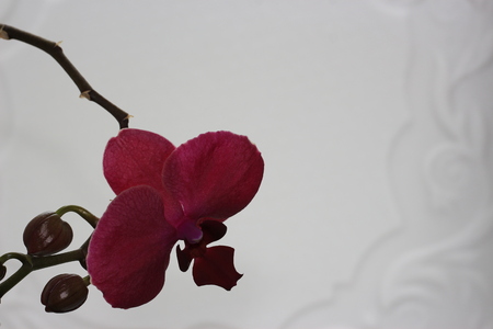 Orchid in the roomの写真素材