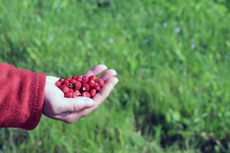 Berries of wild strawberry in a female handの写真素材