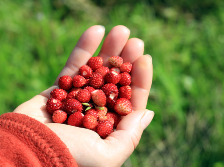 Berries of wild strawberry in a female handの写真素材