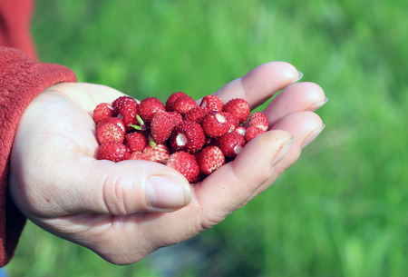 Berries of wild strawberry in a female handの写真素材