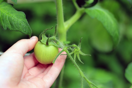 Ripening in the garden tomatoesの写真素材