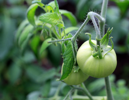 Ripening in the garden tomatoesの写真素材