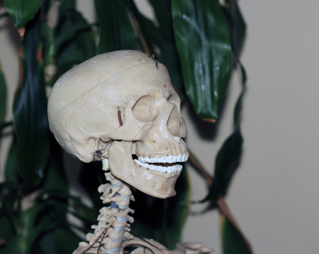 Artificial human skull, a visual aid for biology, medicineの写真素材