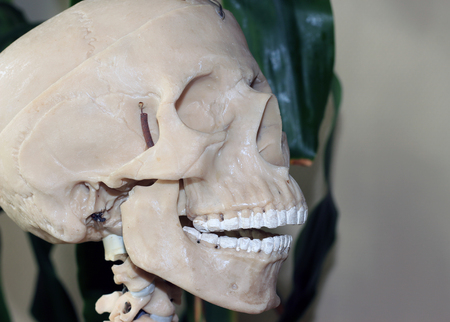 Artificial human skull, a visual aid for biology, medicineの写真素材