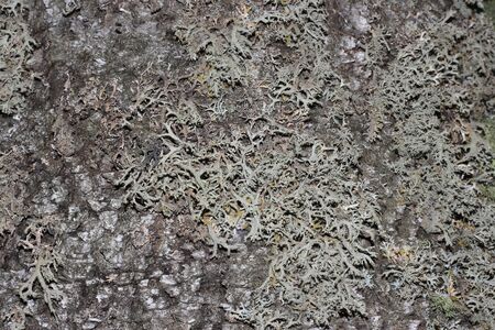 Tree bark covered with mossの写真素材