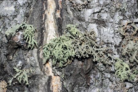 Tree bark covered with mossの写真素材