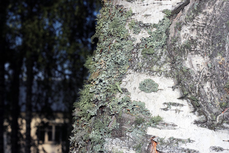 Tree bark covered with mossの写真素材