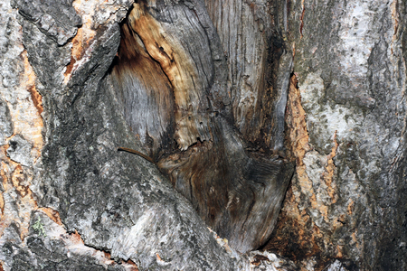 Tree bark covered with mossの写真素材