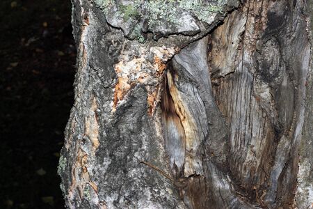 Tree bark covered with mossの写真素材