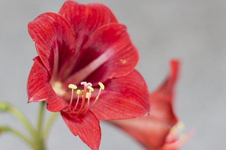 red flowers Amaryllisの写真素材