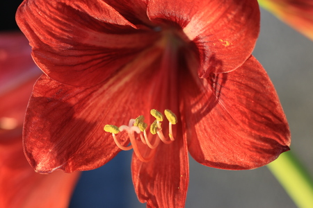 red flowers Amaryllisの写真素材