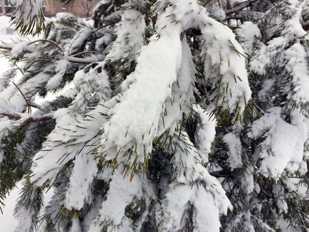 Spruce branches in the snowの写真素材