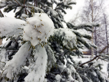 Spruce branches in the snowの写真素材
