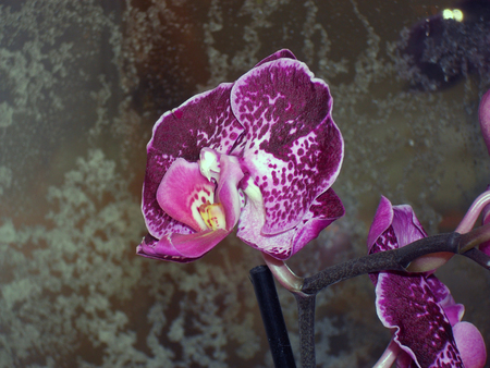 Burgundy Orchid flowerの写真素材