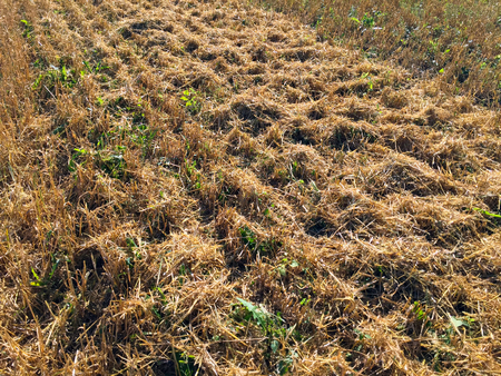 harvested fieldの写真素材