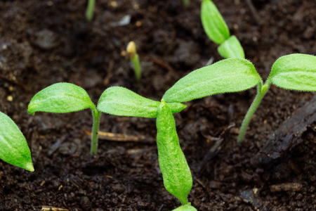 eggplant sprouts closeupの写真素材