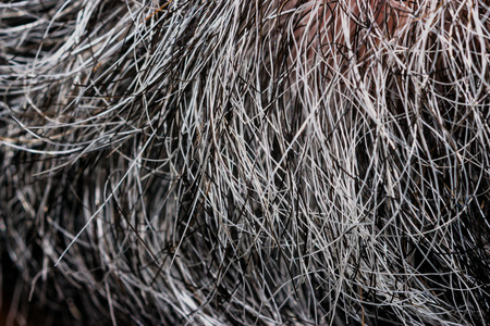 Gray beard menの写真素材