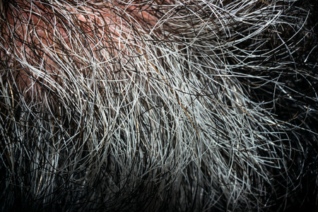 Gray beard menの写真素材