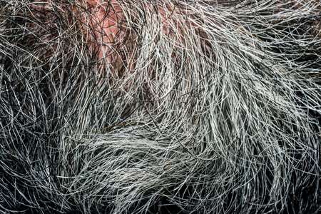 Gray beard menの写真素材