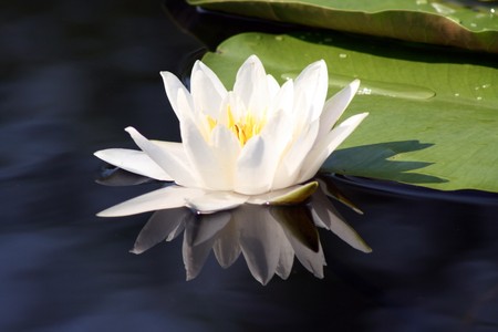 White water-lillyの写真素材