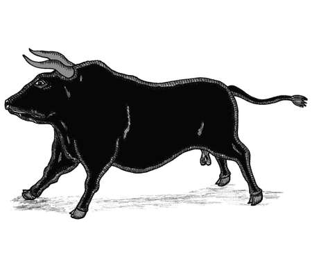 Cretan Bullのイラスト素材