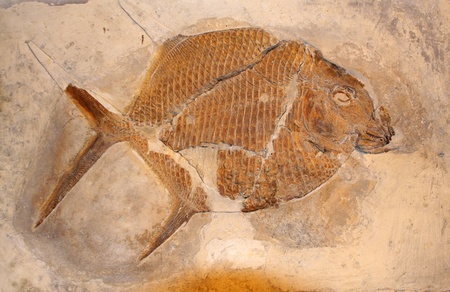 Fossil fish 