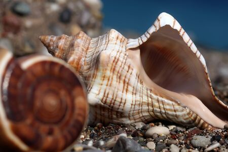 Seashellsの写真素材