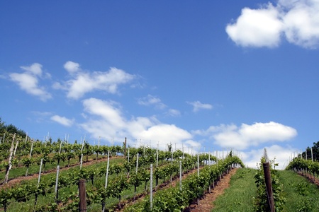 Vineyardの写真素材