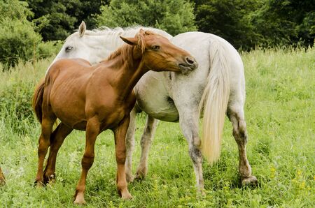 Wild horsesの写真素材