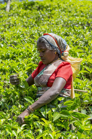 NUWARA, SRI LANKA - JANUARY 26, 2014: Unidentified woman working on the tea plantation in Nuwara, Sri Lanka. Sri Lanka is the world's fourth largest producer of tea.のeditorial素材
